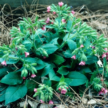 Pulmonaria rubra 'Bowles Red' (004714)