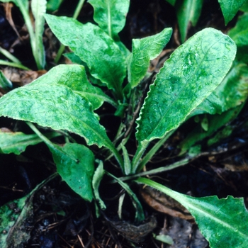 Pulmonaria rubra 'Redstart' (004717)