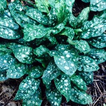 Pulmonaria officinalis 'Sissinghurst White' (004718)