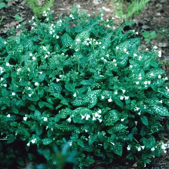 Pulmonaria officinalis 'Sissinghurst White' (004719)