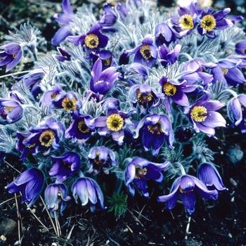 Pulsatilla halleri '' (004724)