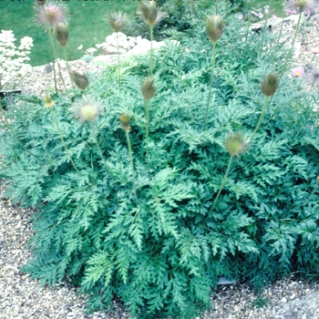 Pulsatilla sylvestris '' (004728)