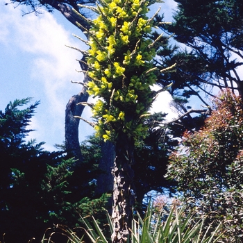 Puya alpestris '' (004730)