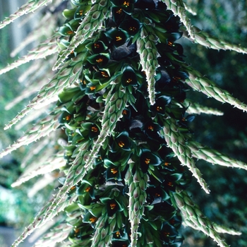 Puya alpestris '' (004731)