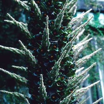 Puya alpestris '' (004732)