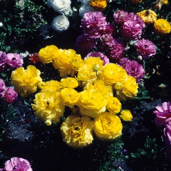 Ranunculus asiaticus 'Sunningdale Mix' (004745)