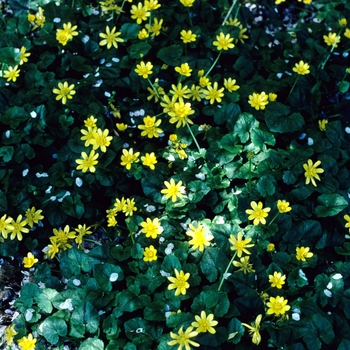 Ranunculus ficaria '' (004747)