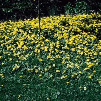 Ranunculus ficaria '' (004748)