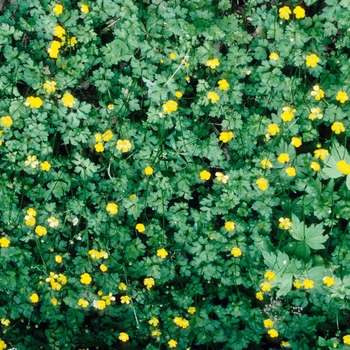 Ranunculus repens '' (004752)