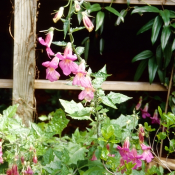 Rehmannia elata '' (004760)