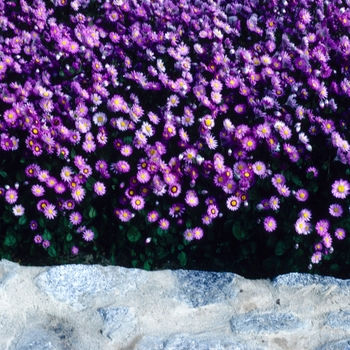 Rhodanthe manglesii '' (004768)