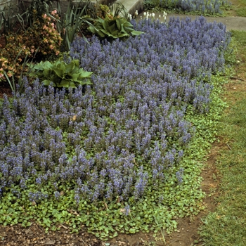 Ajuga reptans '' (004793)