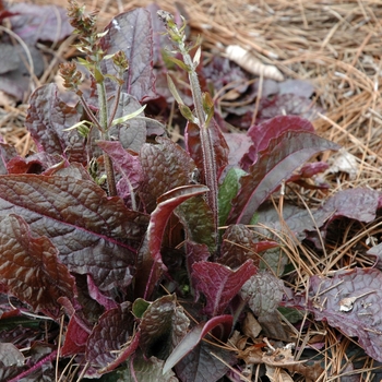 Salvia lyrata 'Purple Knockout' (004798)