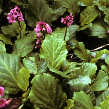 Bergenia 'Morning Blush' (004804)