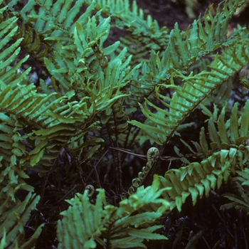 Blechnum cordatum '' (004814)