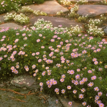 Brachyscome iberidifolia '' (004822)