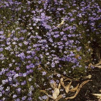 Brachyscome iberidifolia '' (004824)