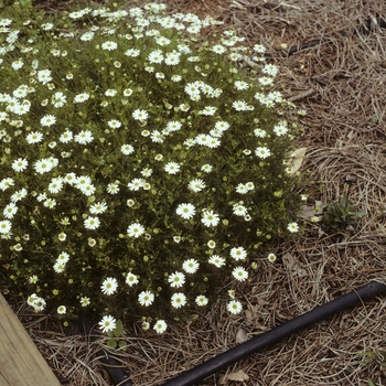 Brachyscome iberidifolia 'Billabong Moonlight' (004826)