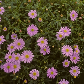 Brachyscome 'Mauve Delight' (004828)