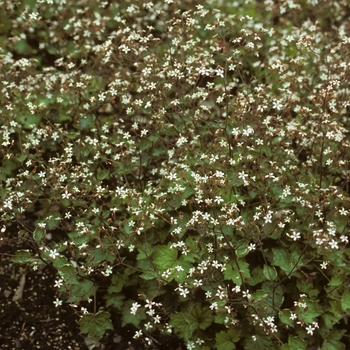 Boykinia occidentalis '' (004833)