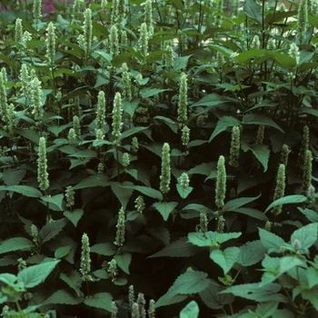 Agastache rugosa 'Honey Bee White' (004848)