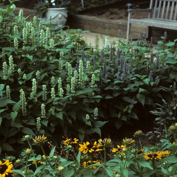 Agastache rugosa 'Honey Bee White' (004849)