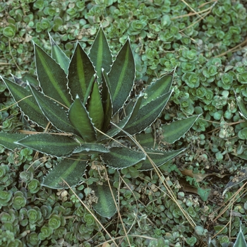 Agave lophantha '' (004856)