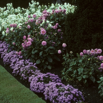 Ageratum houstonianum '' (004858)