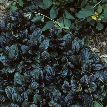 Ajuga reptans 'Mahogany' (004872)