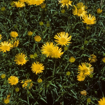 Bupleurum salicifolium