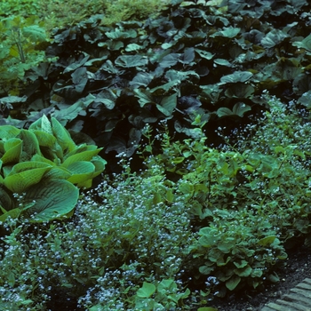 Brunnera macrophylla '' (004898)