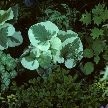 Brunnera macrophylla 'Variegata' (004900)