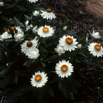 Bracteantha bracteata 'Sundaze® White' (004905)