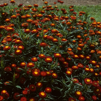 Bracteantha bracteata 'Bright Bikini' (004908)