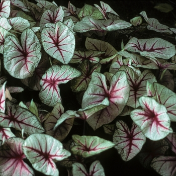 Caladium bicolor 'White Queen' (004931)