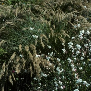 Calamagrostis x acutiflora 'Stricta' (004933)