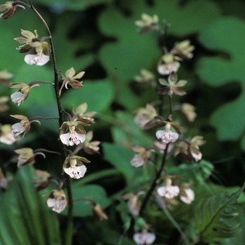 Calanthe discolor '' (004936)