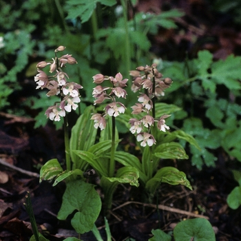 Calanthe discolor '' (004937)