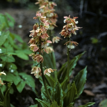 Calanthe discolor '' (004938)