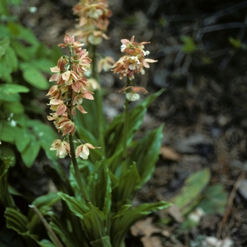 Calanthe discolor '' (004939)