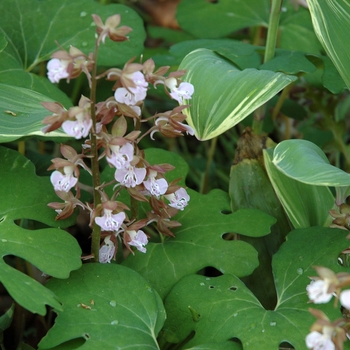 Calanthe discolor '' (004941)