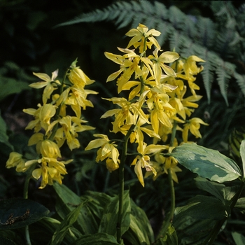 Calanthe sieboldii '' (004942)