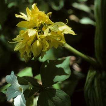 Calanthe sieboldii '' (004943)