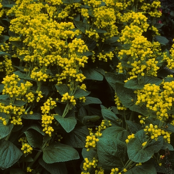 Calceolaria fiebergiana '' (004948)