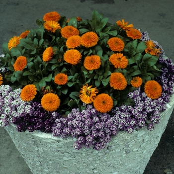 Calendula officinalis 'Mandarin Orange' (004949)