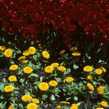 Calendula officinalis 'Bon Bon Yellow' (004952)