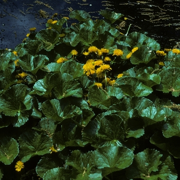 Caltha palustris 'Flore-pleno' (004963)