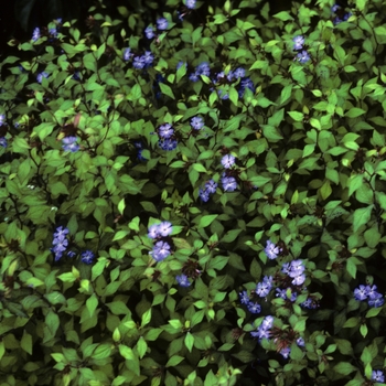 Ceratostigma willmottiana 'Forest Blue' (004971)