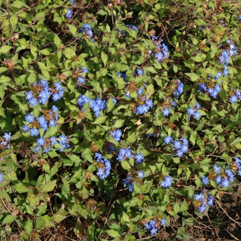 Ceratostigma willmottiana 'Forest Blue' (004972)