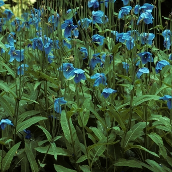 Meconopsis betonicifolia '' (004984)